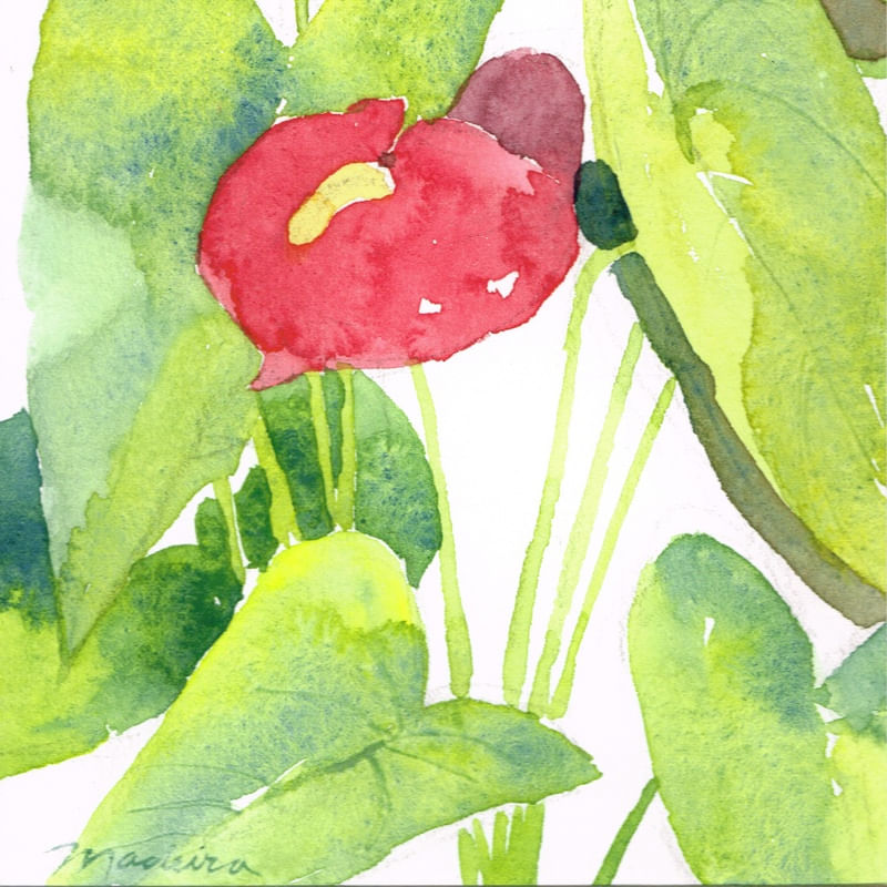 ANTURIO VERMELHO