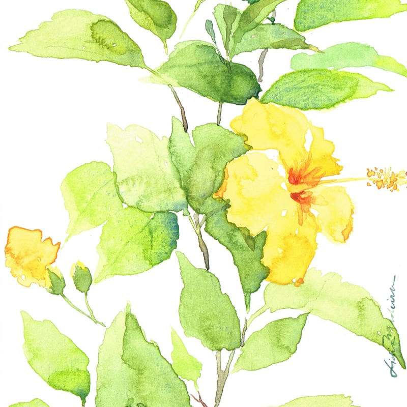 HIBISCUS I