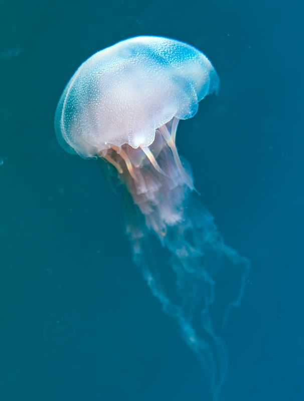 JELLY FRIEND