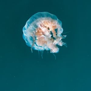 JELLY FRIEND 2