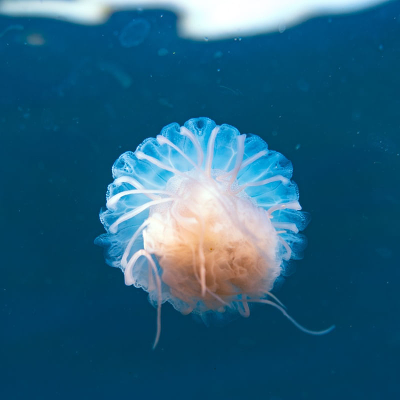 JELLY FRIEND 3