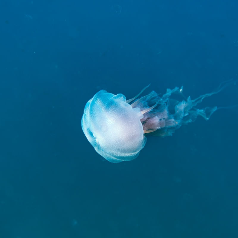 JELLY FRIEND 4