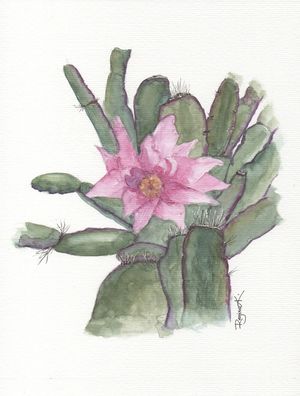 CACTO ROSA
