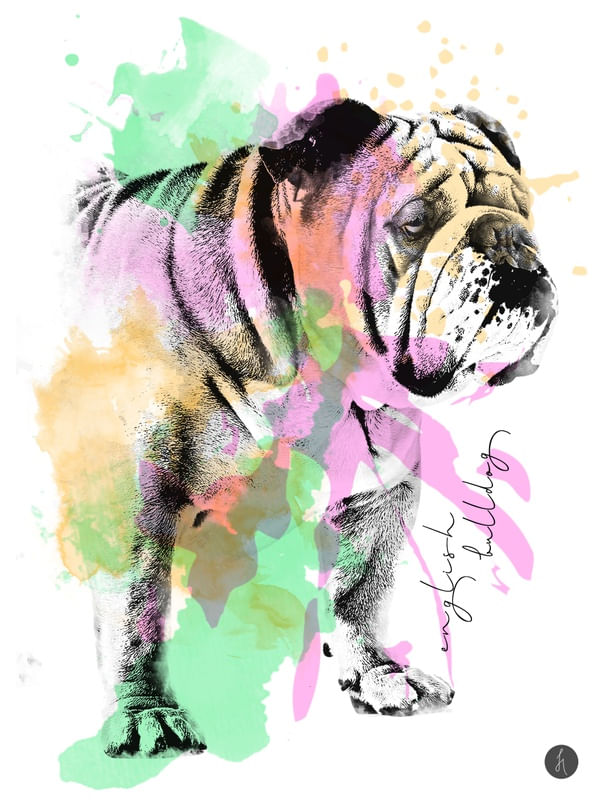 ABSTRACT ENGLISH BULLDOG