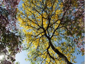 CÉU E IPÊS
