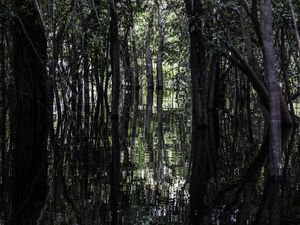 ESPELHO AMAZÔNICO