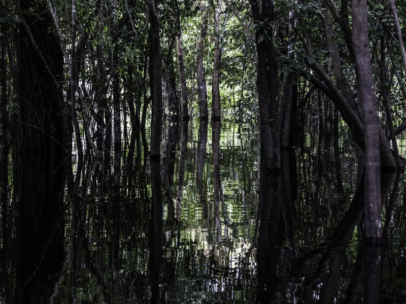 ESPELHO AMAZÔNICO