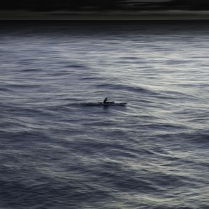 LONE ROWLER