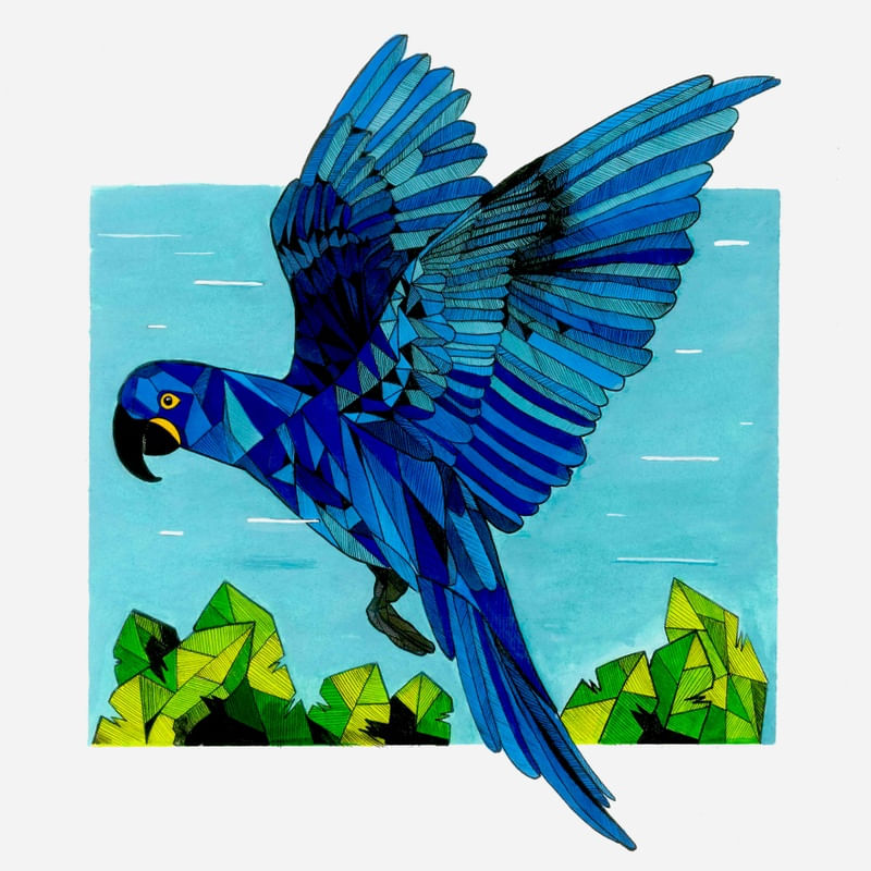 ARARA AZUL-AMARELA