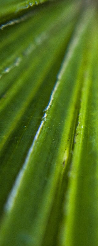 VERDE - TRIPTICO 1