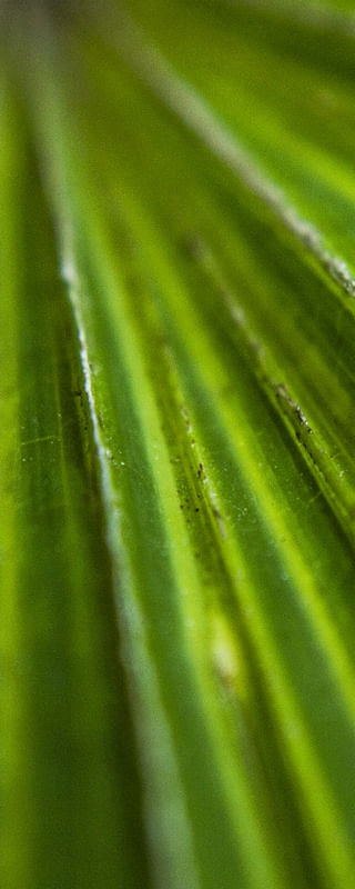 VERDE - TRIPTICO 2