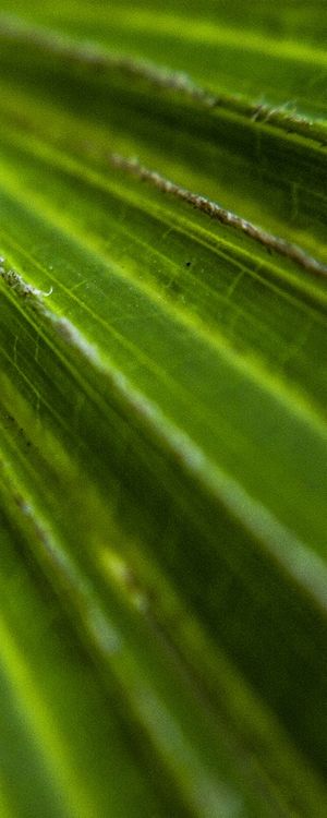 VERDE - TRIPTICO 3