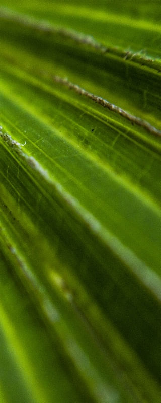 VERDE - TRIPTICO 3