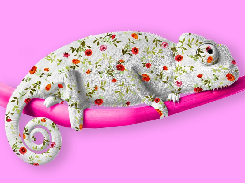 FLOWERS IN THE CHAMELEON