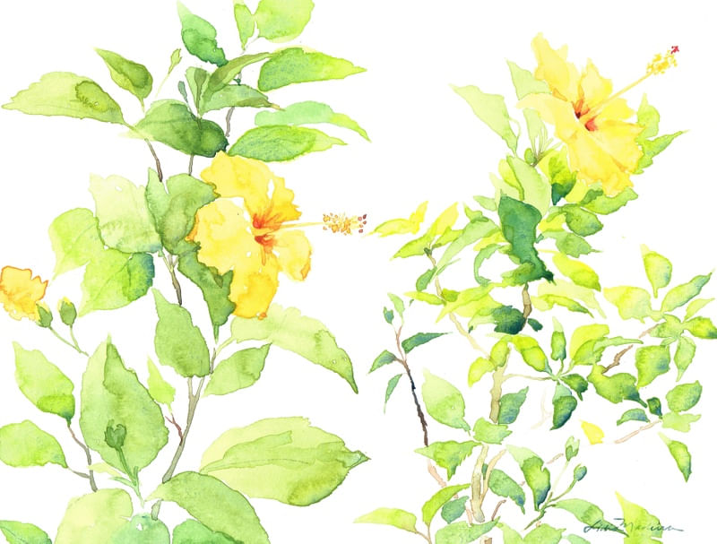HIBISCUS I E II - PAISAGEM