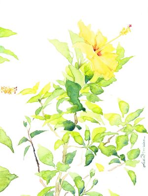 HIBISCUS I - RETRATO