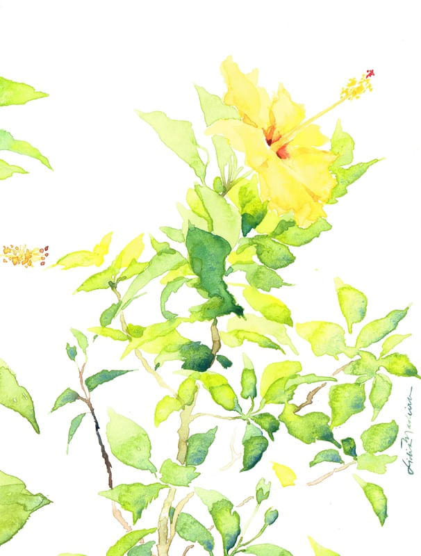 HIBISCUS I - RETRATO
