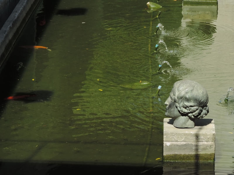 HEAD IN THE WATER