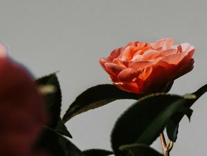 PRIMAVERA CINZA