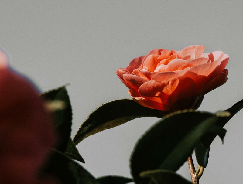 PRIMAVERA CINZA
