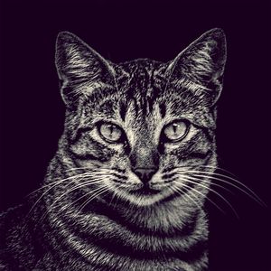 RETRATO - GATO DA DONA OLGA