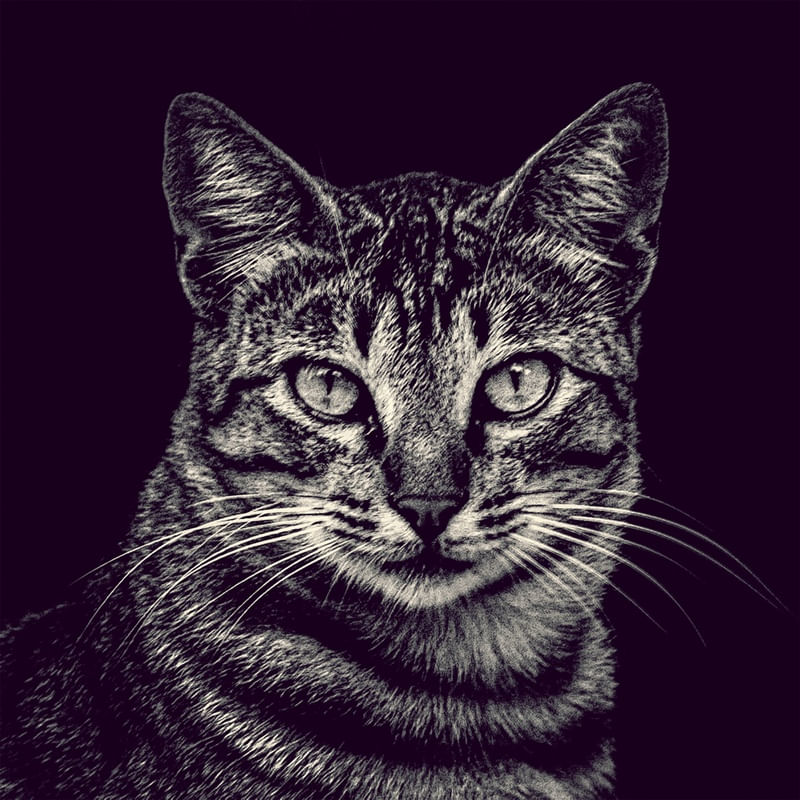 RETRATO - GATO DA DONA OLGA