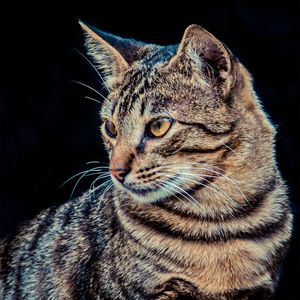 PERFIL - GATO DA DONA OLGA