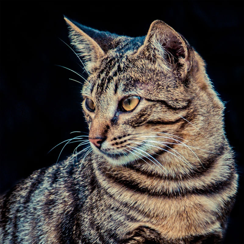 PERFIL - GATO DA DONA OLGA