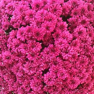 PINK IT