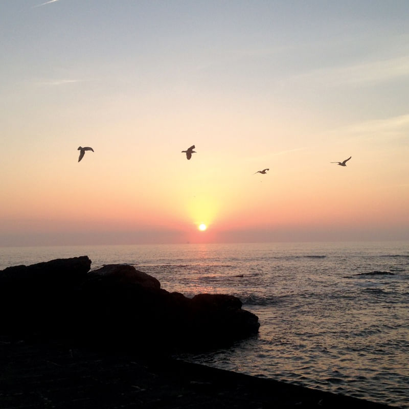 SEA-GULLS