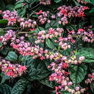 BRINCOS ROSAS