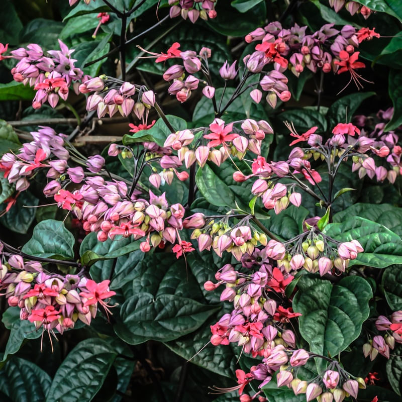 BRINCOS ROSAS