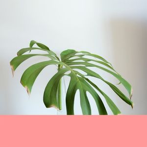 ADÃO PLANTAL