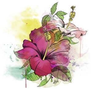 HIBISCO AQUARELA