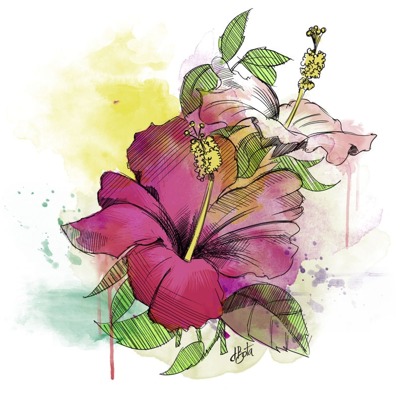 HIBISCO AQUARELA
