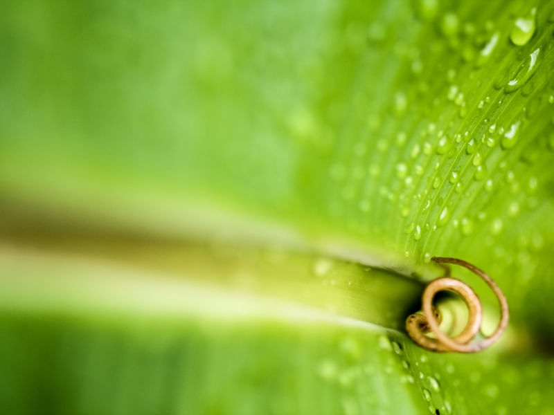 FIBONACCI VERDE