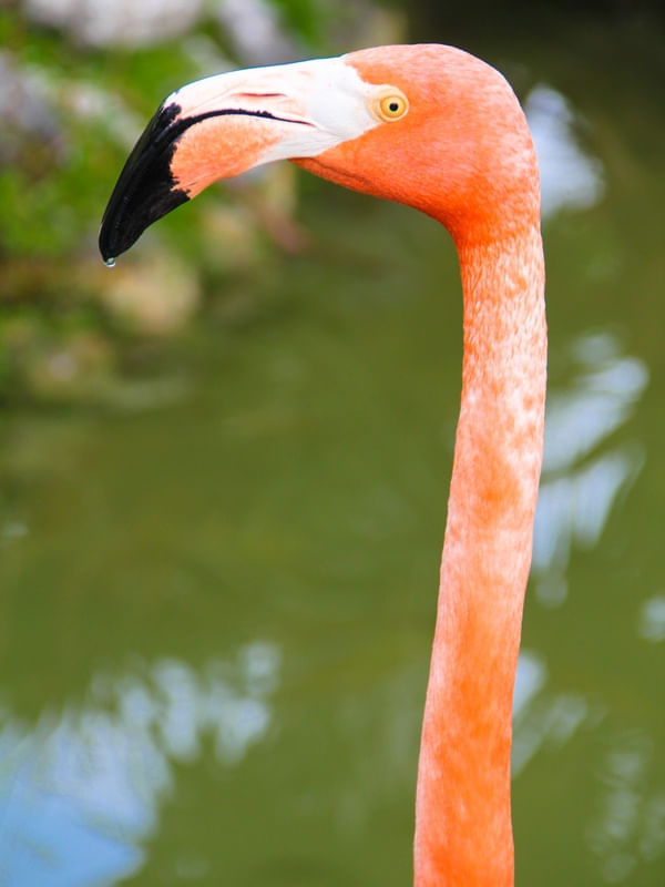 FLAMINGO ROSADO