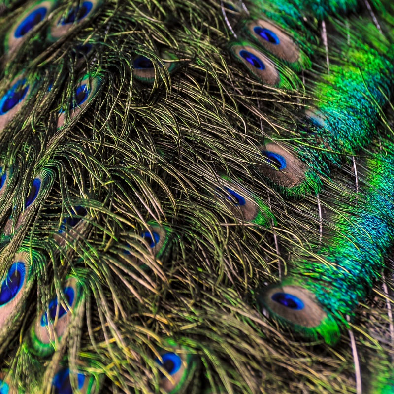 CORES DO PAVÃO