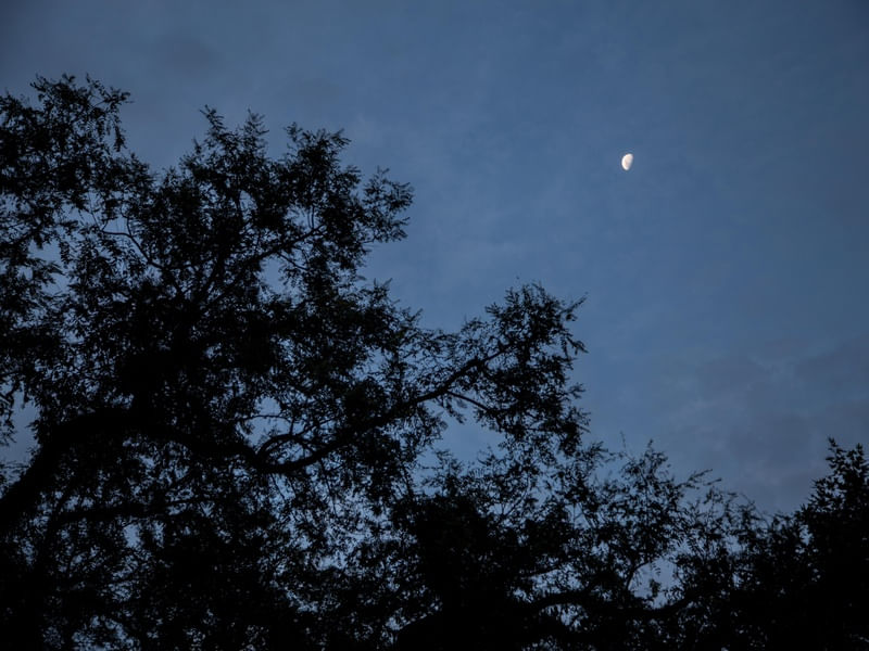 LUA E ARVORE