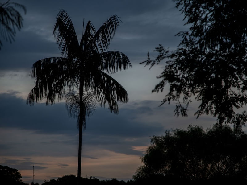 CÉU E COQUEIRO