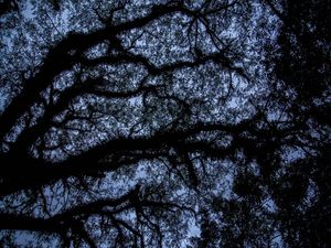 CÉU E ARVORE 2