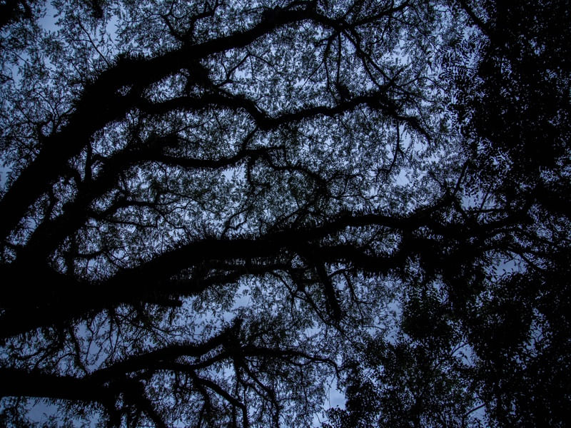 CÉU E ARVORE 2