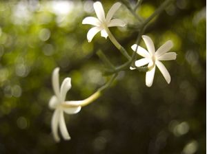FLORES BRANCAS, FUNDO VERDE