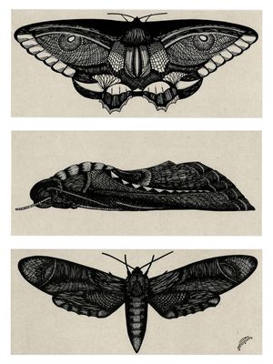 MARIPOSAS