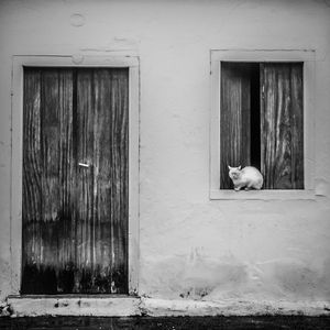O GATO NA JANELA