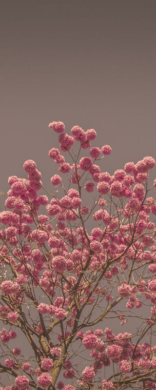 IPÊ ROSA - TRÍPDICO 2 DE 3