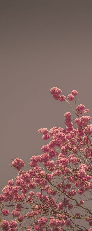 IPÊ ROSA - TRÍPDICO 1 DE 3