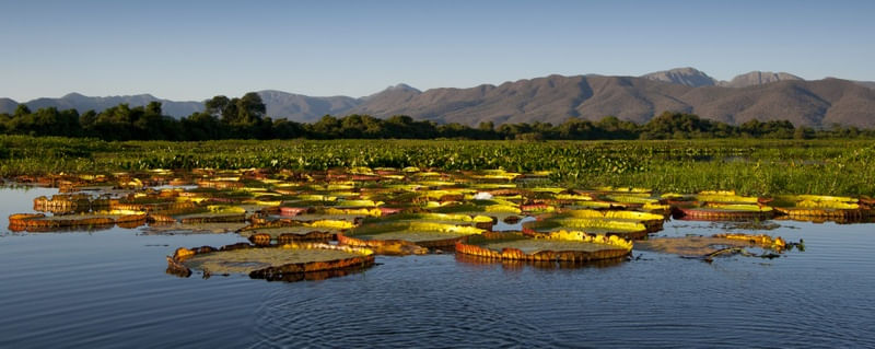 PANTANAL, VITÓRIAS RÉGIAS