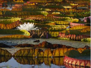 FLOR DE VITORIA REGIA