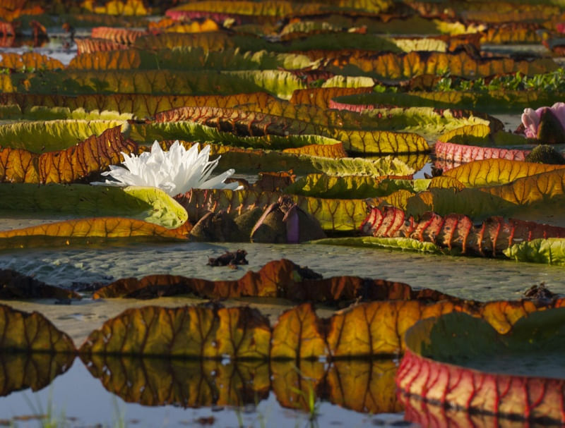 FLOR DE VITORIA REGIA